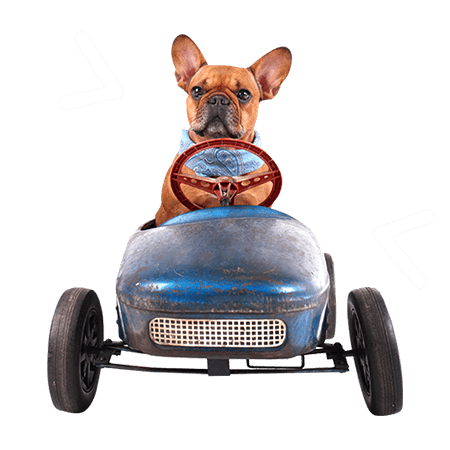 image dog